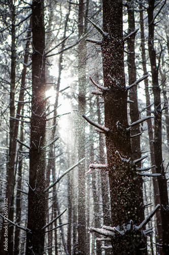 Winter Trees 16