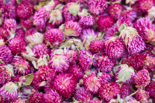 close up of pink hydrangea flowers