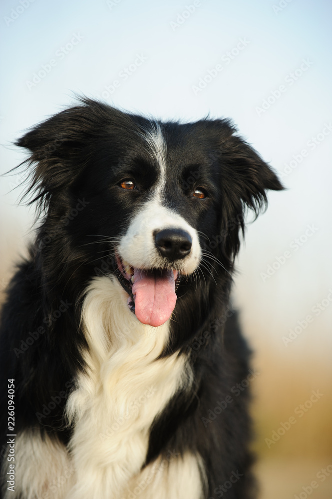 Border Collie dog outdoor portrait 