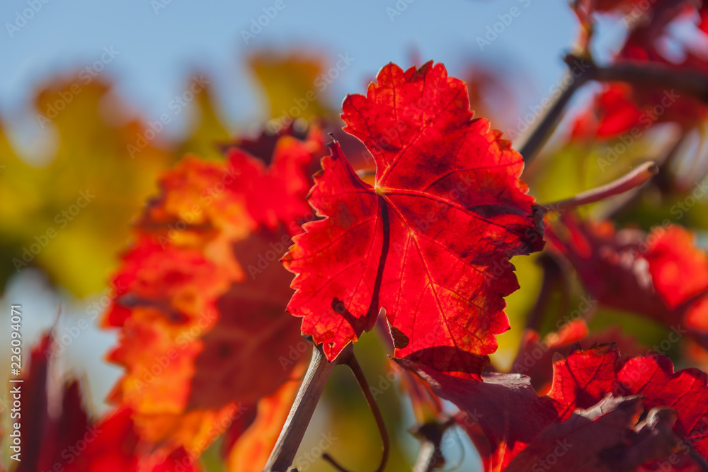 Obraz premium Close-up red grapes leaves in an autumn vineyards of Tuscany region on the natural blurred background, Italy