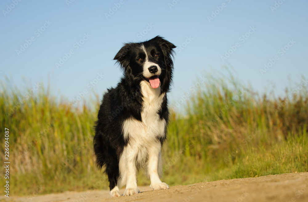 Border Collie dog outdoor portrait standing in front of long grass with blue sky