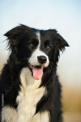 Border Collie dog outdoor portrait 