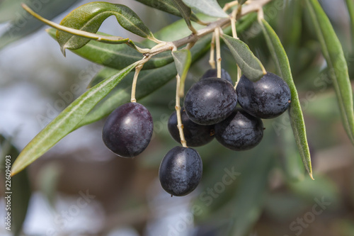 Olive-tree branch with ripe black olives on the natural blurred background with selective focus  Tuscany  Italy