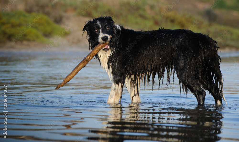 Border Collie dog outdoor portrait standing in water with big stick Border Collie dog outdoor portrait standing in water with big stick