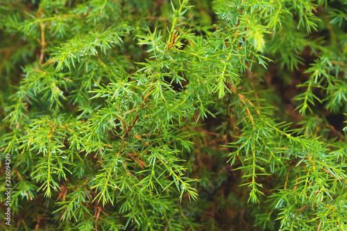 Close-up Dew drops on juniper branch. Wild juniper bush