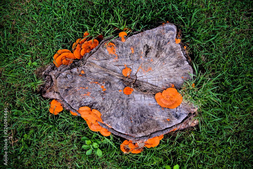 Fototapeta premium Orange mushroom growth on wood, Pycnoporus cinnabarinus, also known as the cinnabar polypore