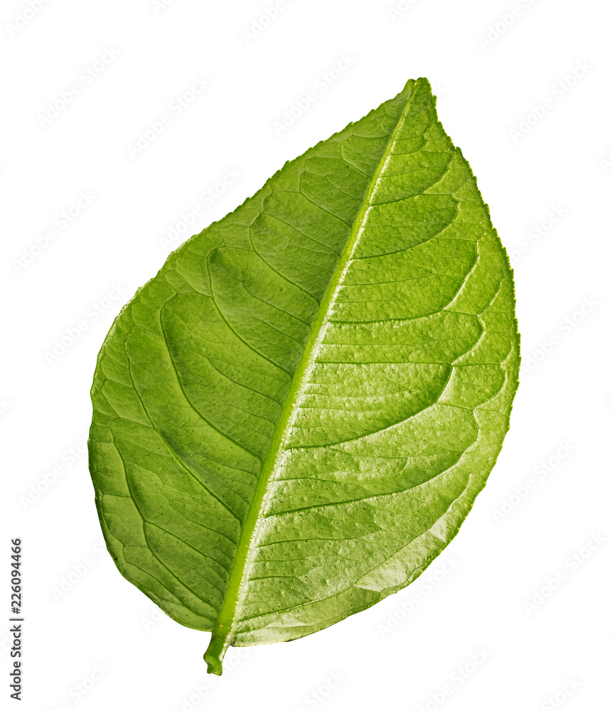 Obraz premium Citrus leaf isolated on white background with clipping path
