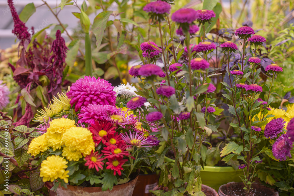 Obraz premium autumn bouquet with asters