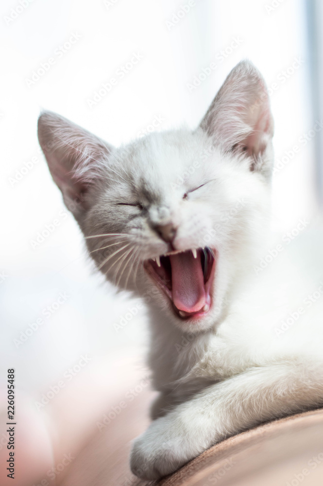 White angry cat