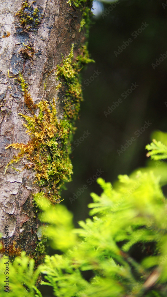 Mosses on the tree
