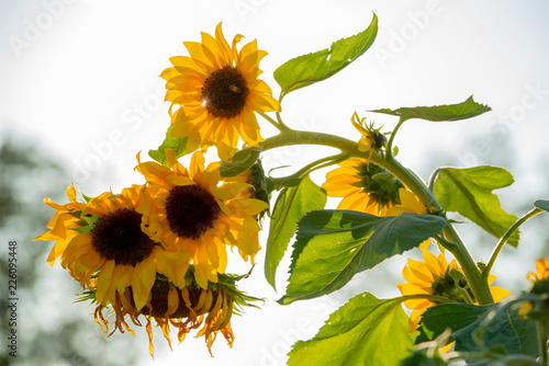 Fototapeta Naklejka Na Ścianę i Meble -  sunflowers in backlight