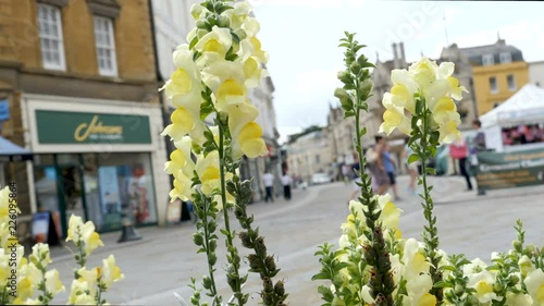 Yellow flower waving in the breeze with Market Place street out of focus tilted for effect in the background at Cirencester a market town in east Gloucestershire, England,