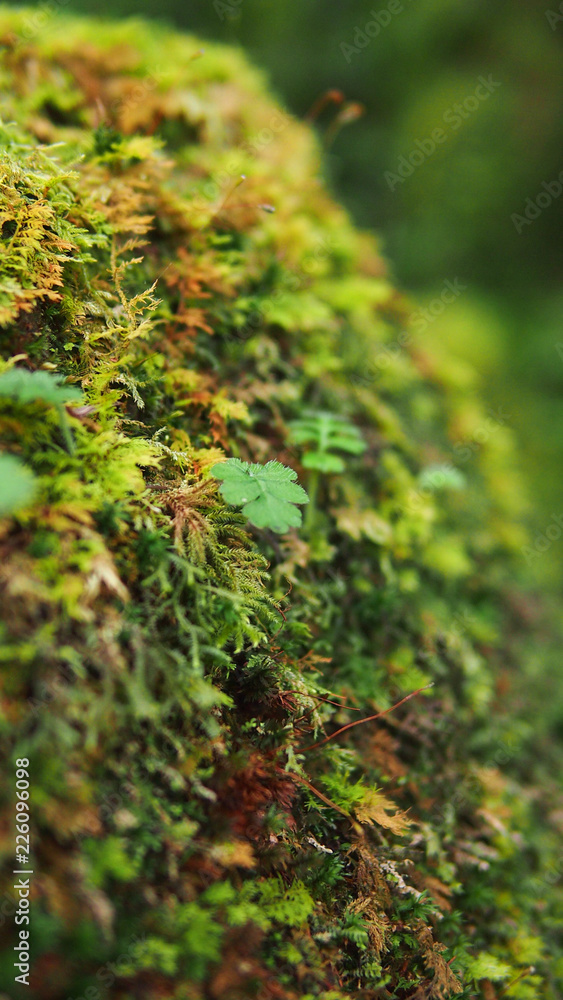 Mosses on the rock Mosses on the rock