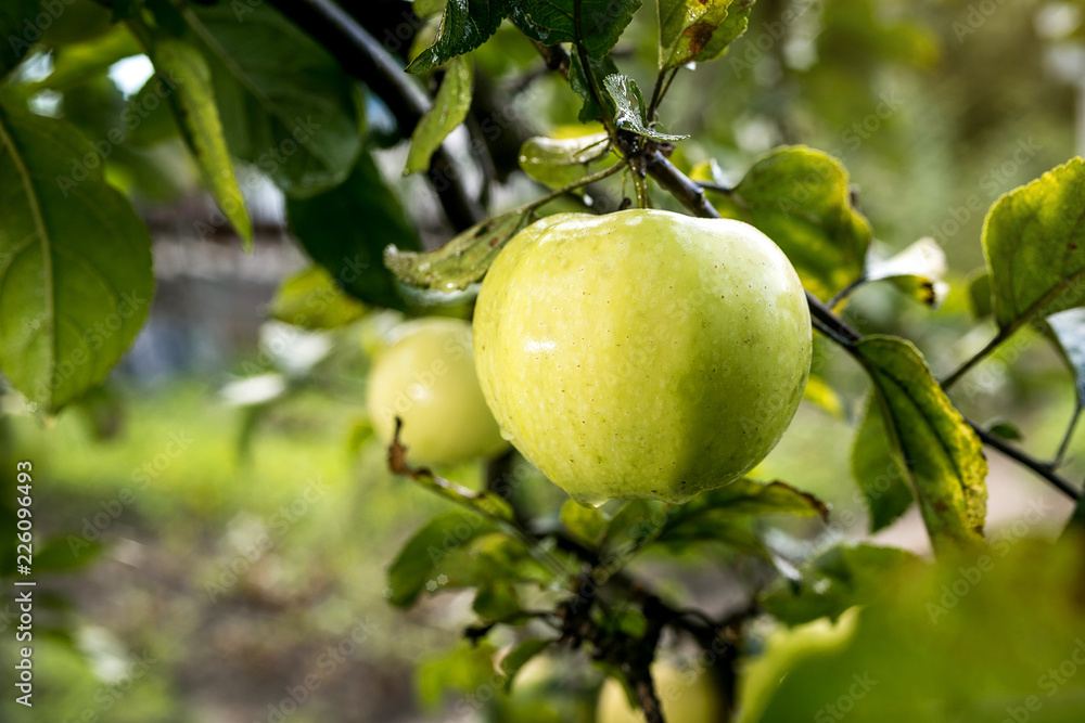 Fresh organic orchard full of riped green apples before harvest Fresh organic orchard full of riped green apples before harvest