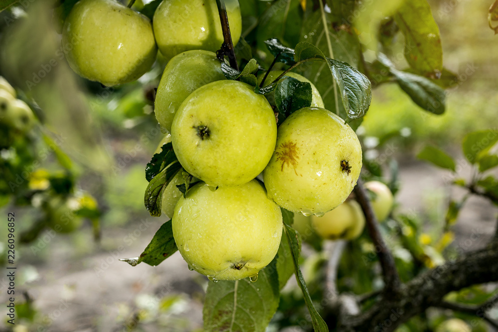 Fresh organic orchard full of riped green apples before harvest Fresh organic orchard full of riped green apples before harvest