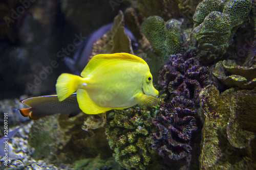Yellow tang fish
