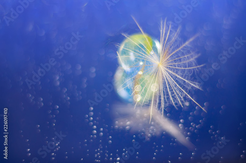 Fototapeta Naklejka Na Ścianę i Meble -  Dandelion seed in big close up. Close up of dandelion umbrella.
