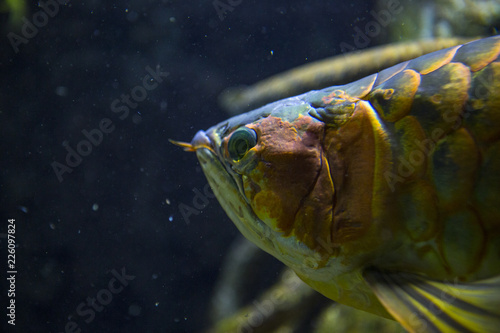 Peacock bass photo