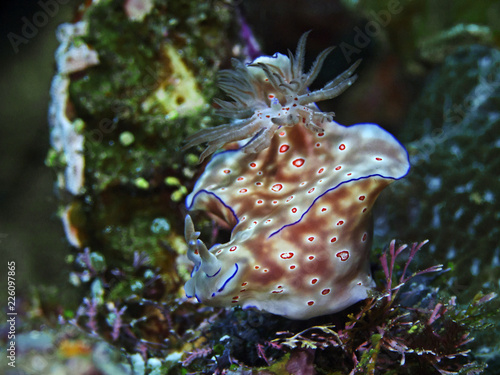 Three-lobed t-bar nudibranch (Ceratosoma trilobatum) photo