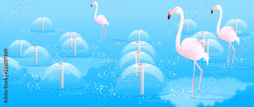 Three flamingo walking in water