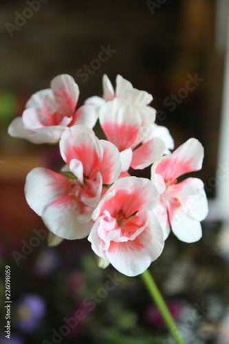Beautiful delicate white fragrant with pink red real flower grows