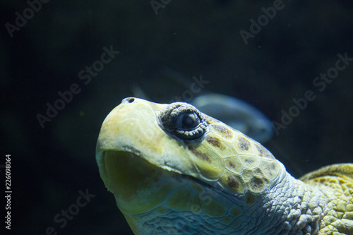 Green sea turtle photo