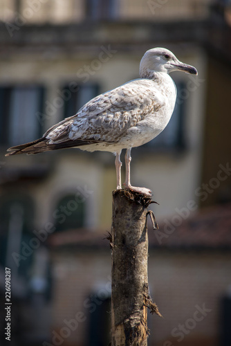 seagull on post