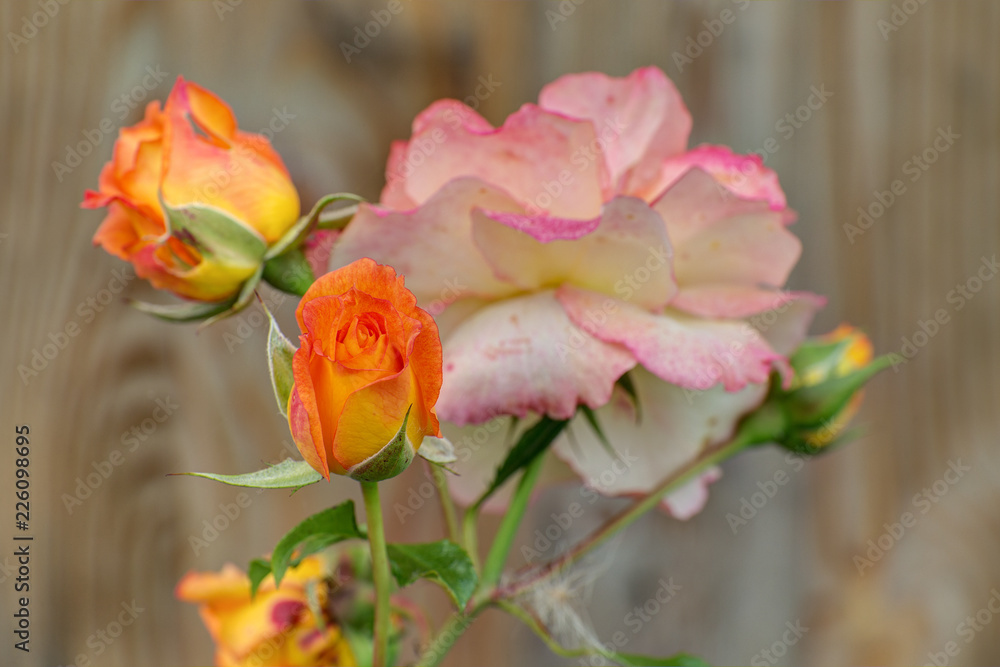 Fototapeta premium roses on wooden texture background
