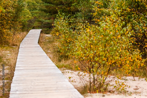 Fototapeta Naklejka Na Ścianę i Meble -  wooden walkway in the autumn forest