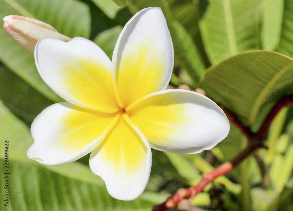 Magnolia flower. Magnolia flower.
