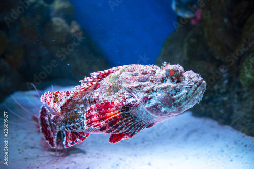 Red scorpionfish