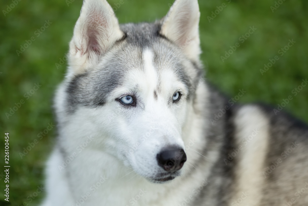 portrait of siberian husky age one year