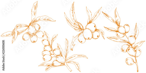 Orange hippophae plant. Vector icon on white background. Vector flower for background, texture, wrapper pattern, frame or border.