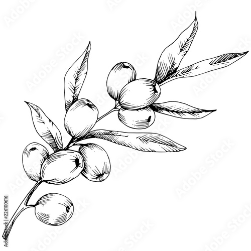 Hippophae plant vector icon on white background. Vector flower for background, texture, wrapper pattern, frame or border.