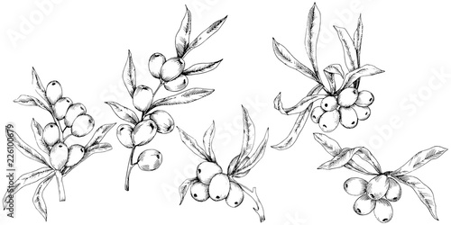 Hippophae plant vector icon on white background. Vector flower for background, texture, wrapper pattern, frame or border.