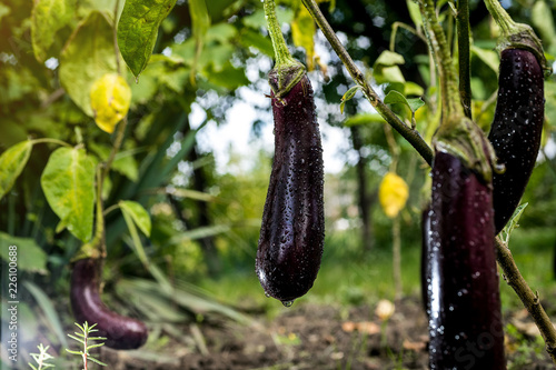 Growing the ripe purple eggplant  in vegetable garden