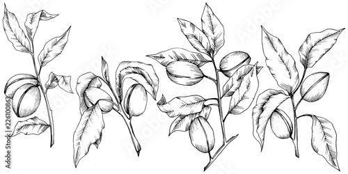 Almond in a vector style isolated. solated illustration element.Full name of the plant: almond. Vector flower for background, texture, wrapper pattern, frame or border.