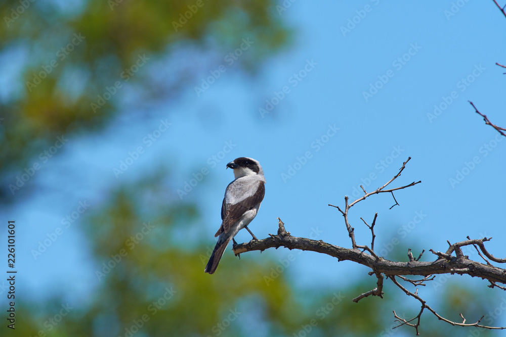 Lesser grey shrike sits on a branch of a dry tree with prey in its beak. Lesser grey shrike sits on a branch of a dry tree with prey in its beak.