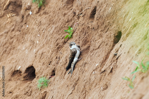 Schilderij op canvas Sand martin sits on the wall of a sand quarry near the burrows.
