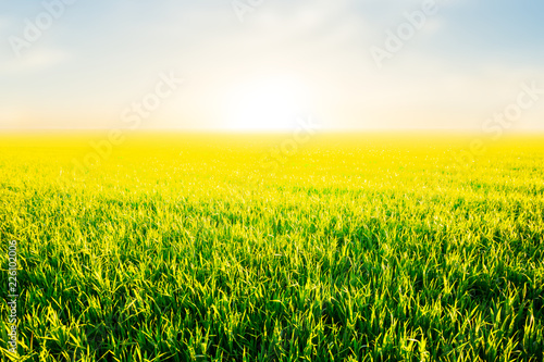 green rural field at the sunset