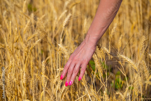 woman hand hold a wheat ears