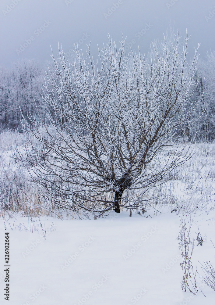 Tree in frost Tree in frost