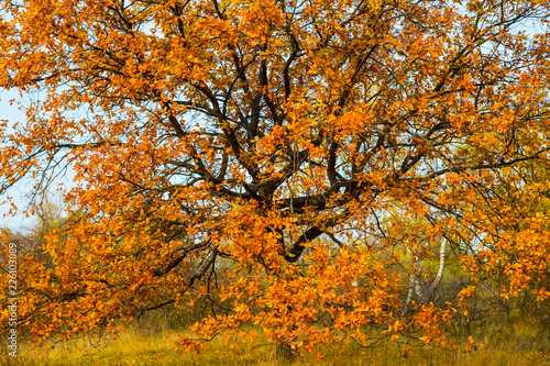 closeup red dry oak tree in the autumn forest