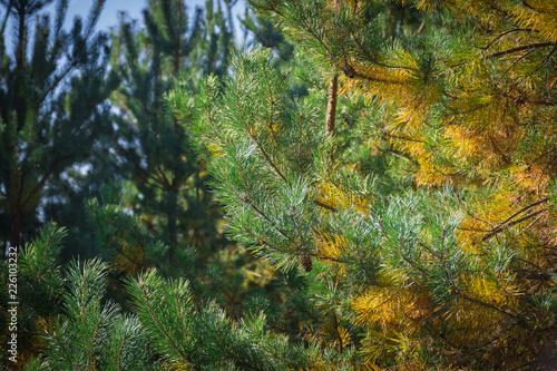 Thin, flexible branches with two-tone pine needles. Pine needles. Texture, background © Nataliia