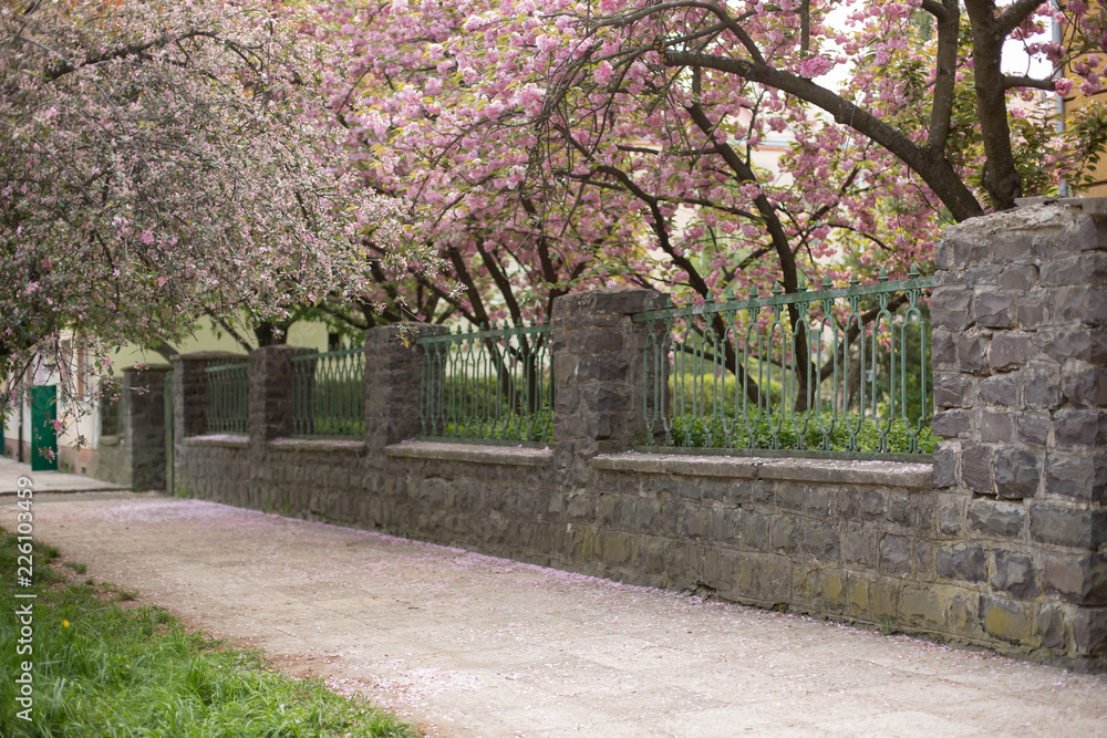 Sakura flowers. spring trees in bloom. pink flowers on the trees Sakura alley at the fence. retro fence. beautiful Park with flowering trees