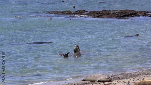 Northern Elephant Seals (Mirounga angustirostris) in the Ano Nuevo State Park in Califonia, USA photo