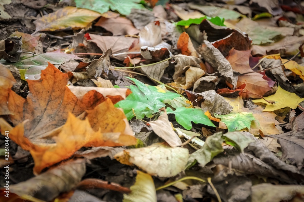 autumn leaves in the park autumn leaves in the park