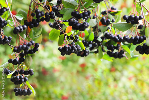 Rowan. Aronia Aronia, or Chokeberry (Latin Aronia melanocarpa). Autumn background. The nature of Russia. Selective focus, close-up.