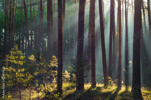 Sonnenstrahlen im Wald am Morgen im Herbst