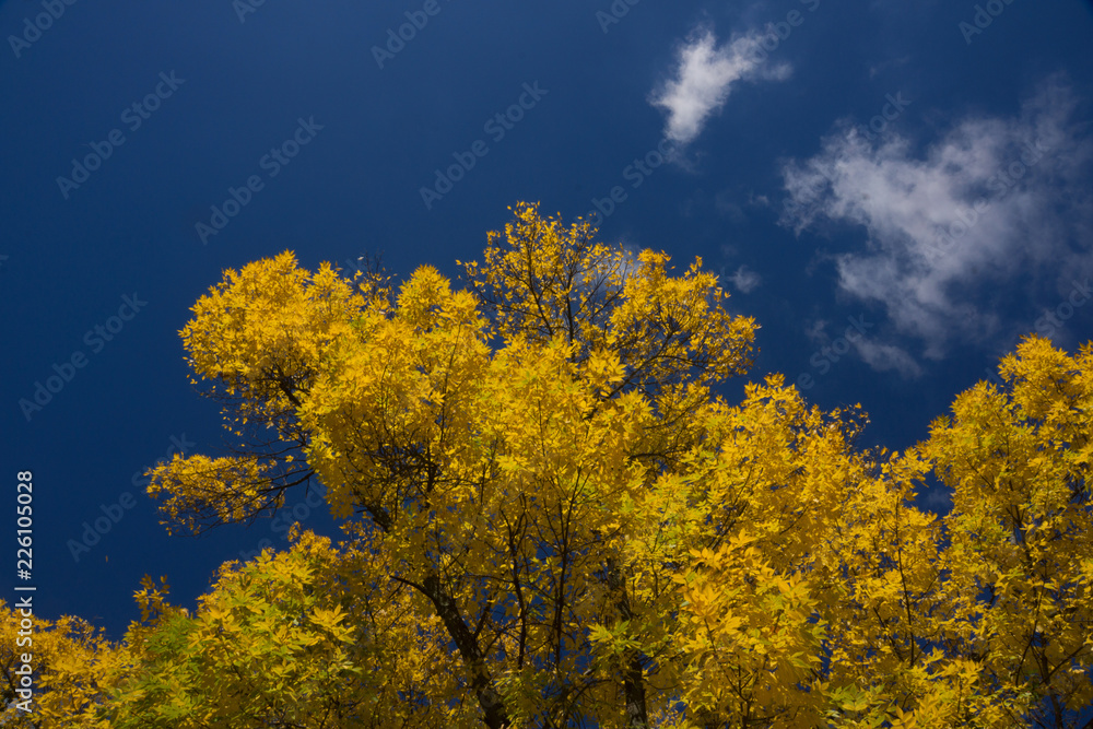 Autumn Tree in New England